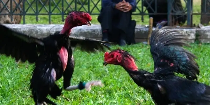 Đá gà nòi là gì?